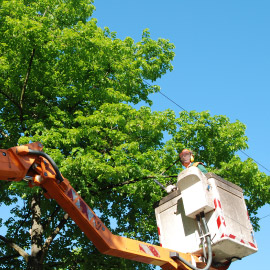 Tree Services 